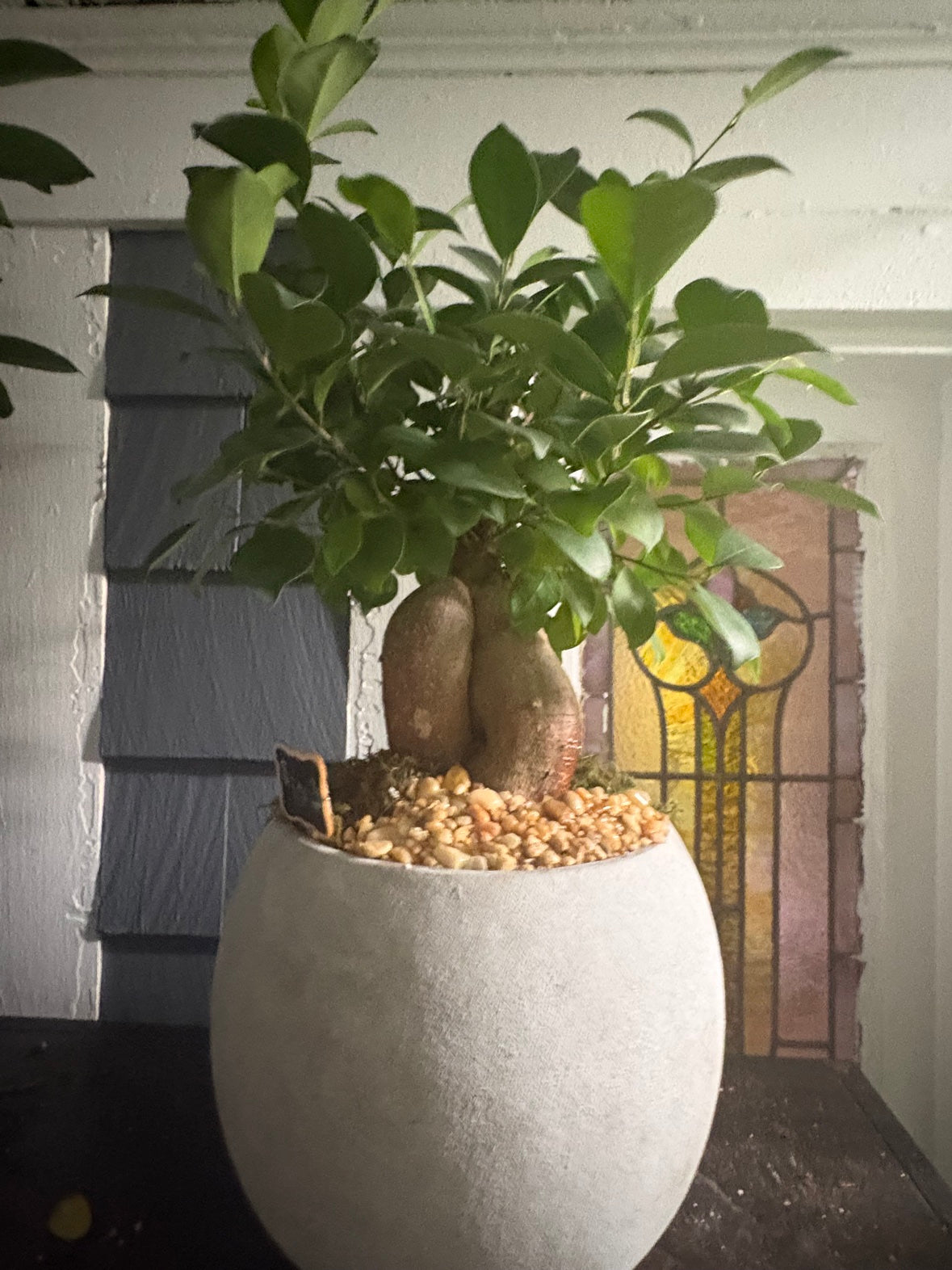 Ficus Microcarpa 'Ginseng' (Ginseng Ficus Bonsai)