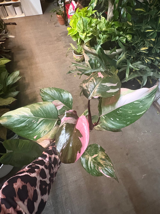 Philodendron 'Pink Princess'