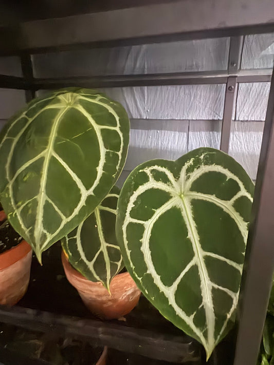 Anthurium Clarinervium
