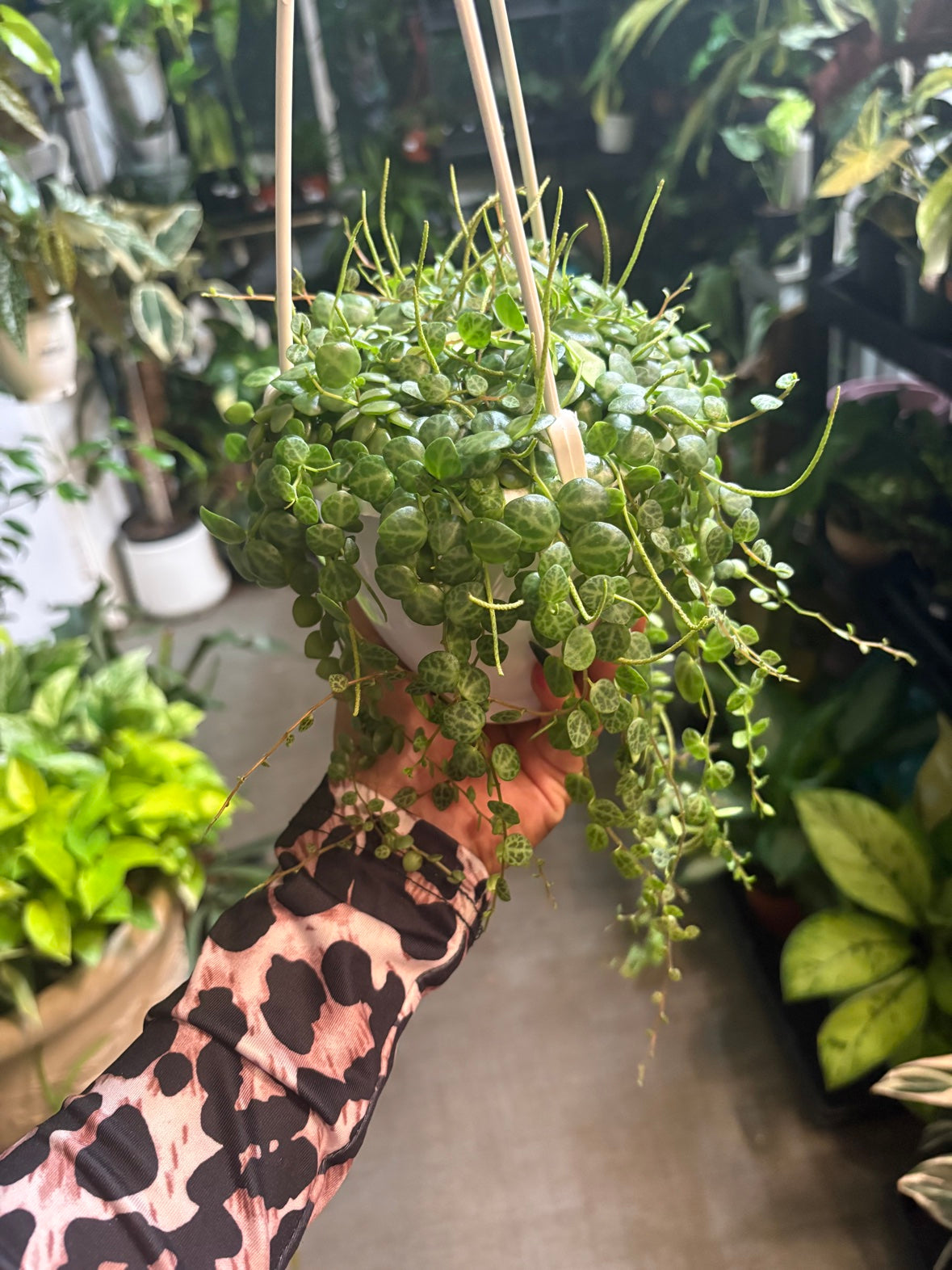 String of Turtles (Hanging Basket)